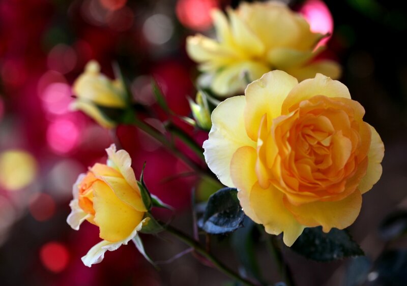 Yellow Roses in Bloom — Serene, Photograph, Blossoms