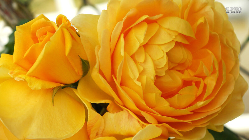 Yellow Roses in Bloom — Serene, Photograph, Flower