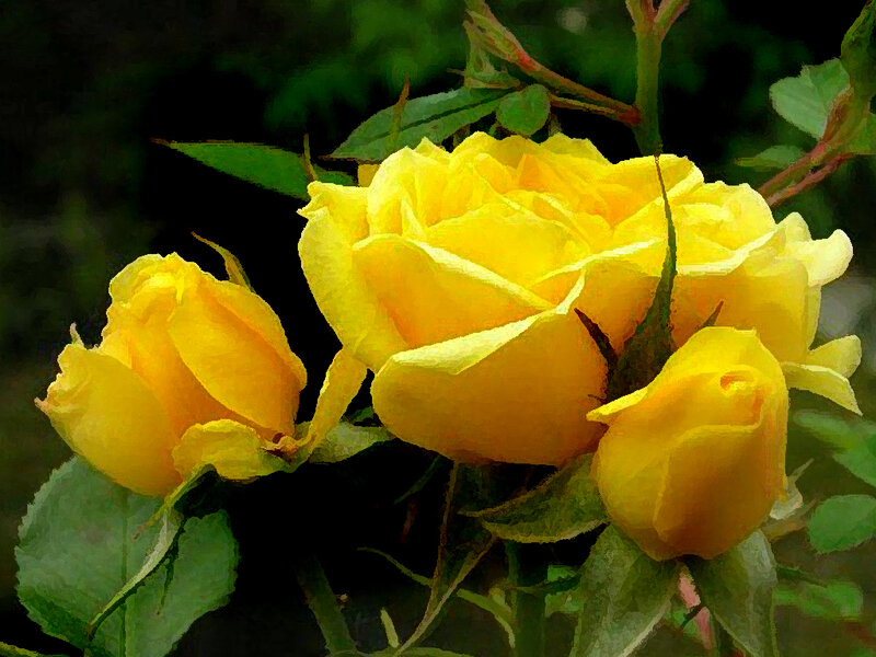 Yellow Roses in Bloom — Serene, Photograph