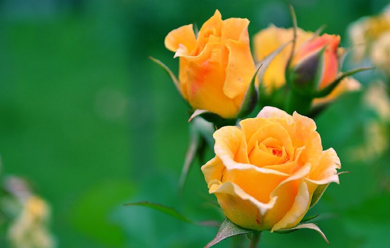 Yellow Roses in Bloom — Serene, Spring