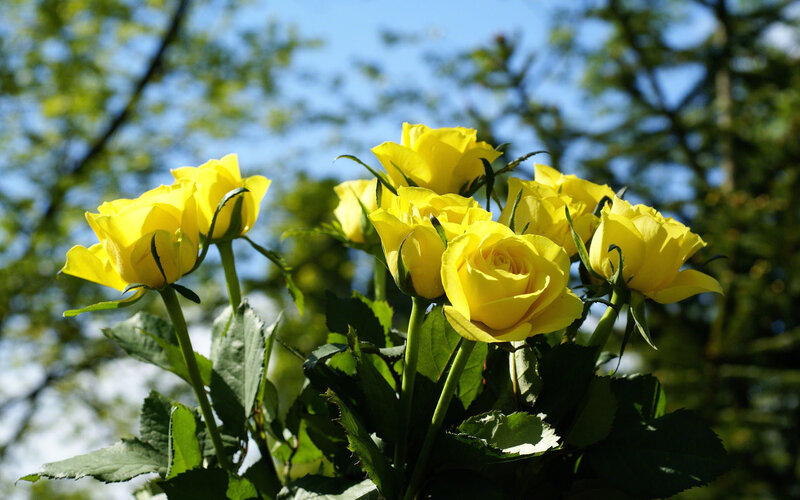 Yellow Roses in Bloom — Serene
