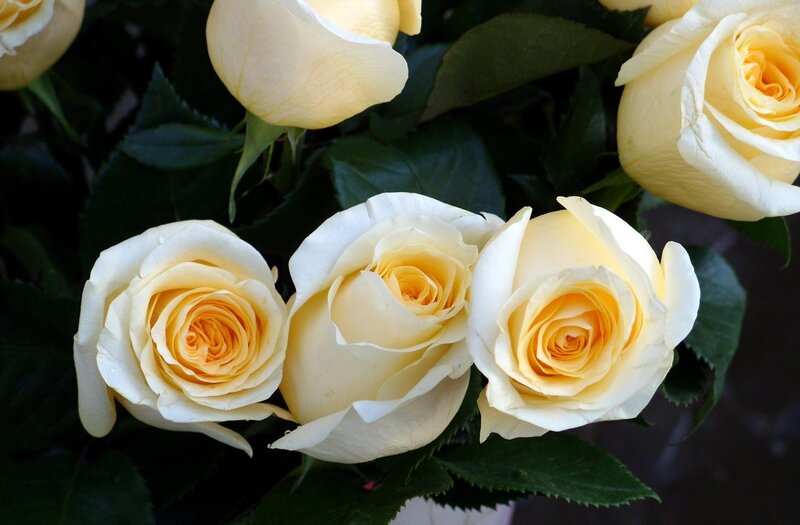 Yellow Roses in Bloom — White, Calm, Photograph