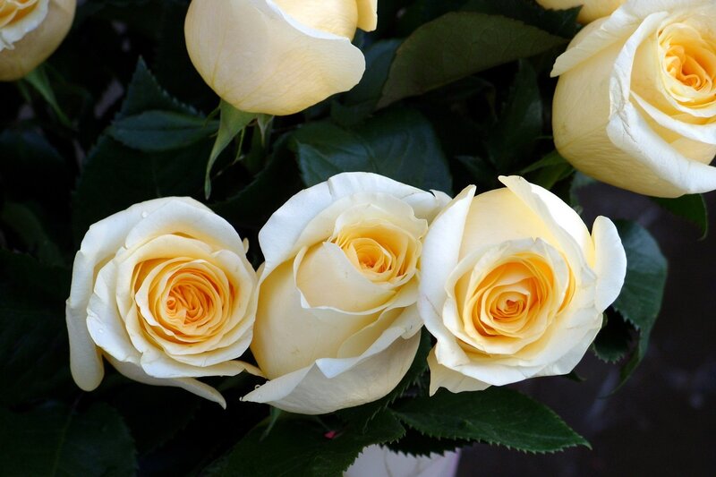 Yellow Roses in Bloom — White