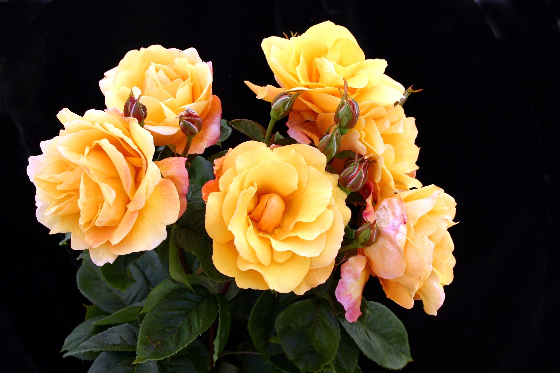 Yellow roses in bloom