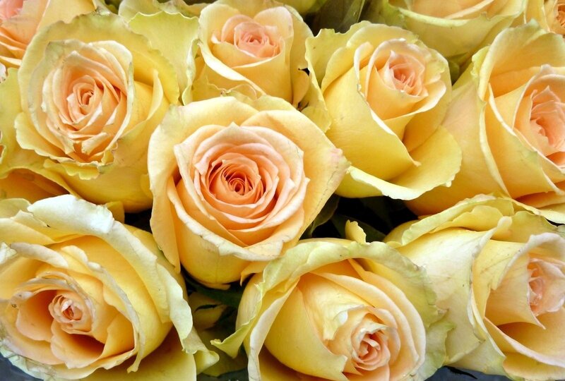 Yellow Roses in Bouquet — Calm, Photograph, Petals