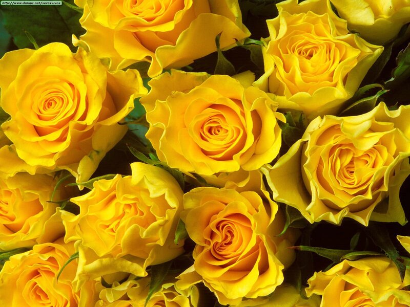 Yellow Roses in Bouquet — Calm, Photograph