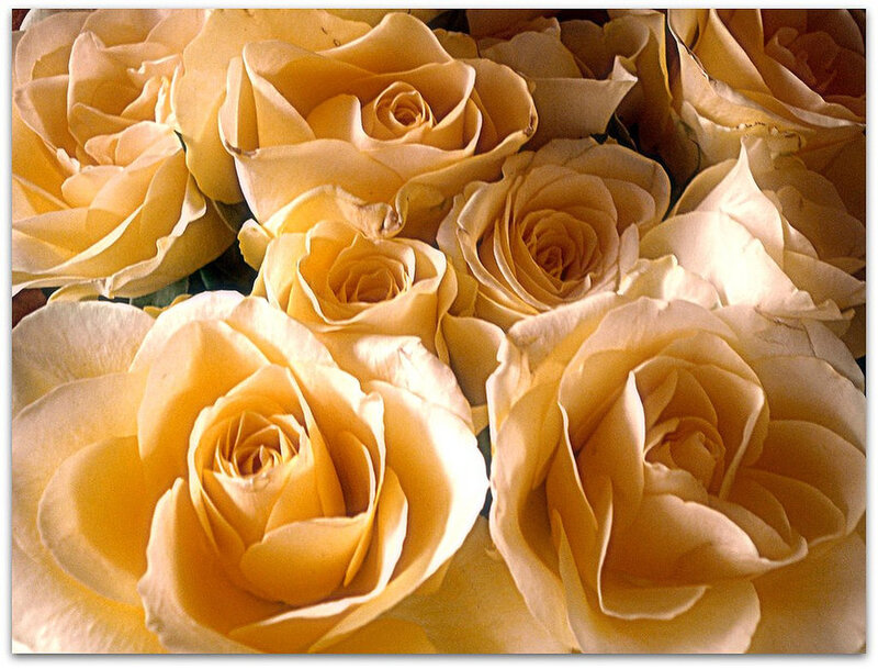 Yellow Roses in Bouquet — Calm