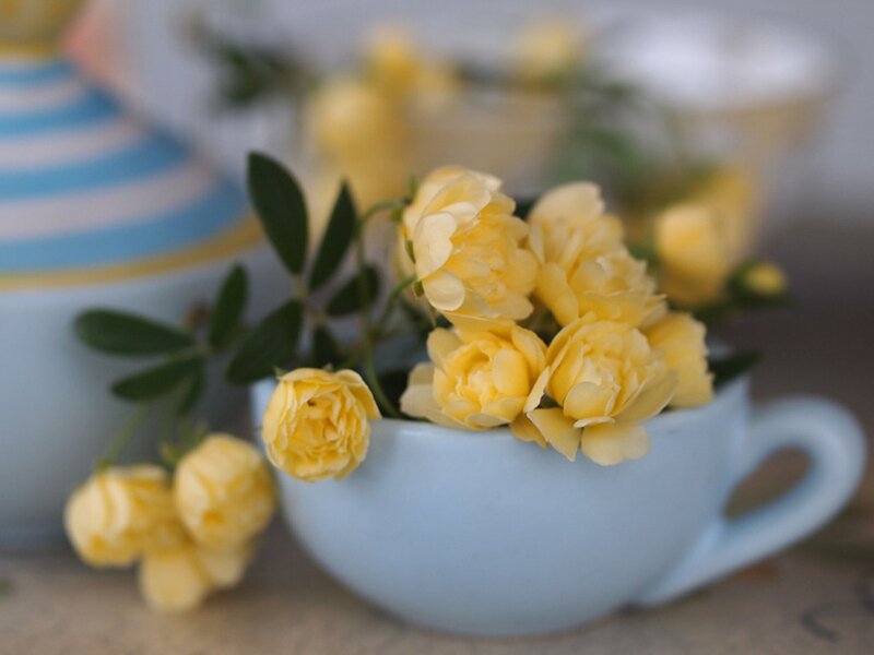 Yellow Roses in Cup — Serene