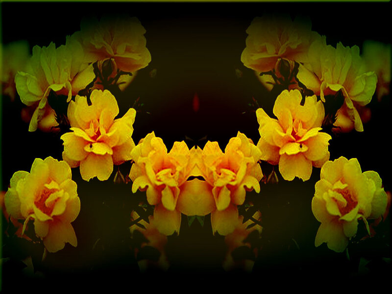 Yellow Roses in Dark Background