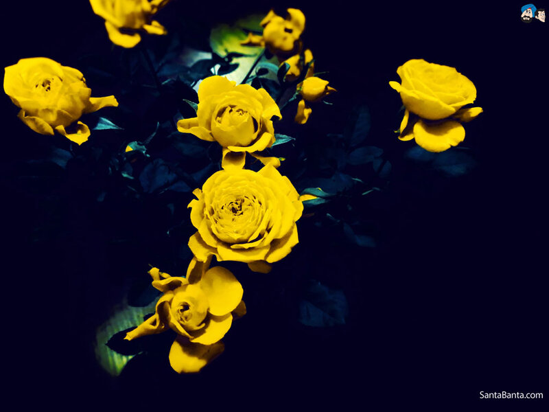 Yellow Roses in Dark — Dramatic