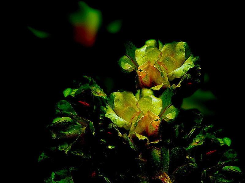 Yellow Roses in Dark