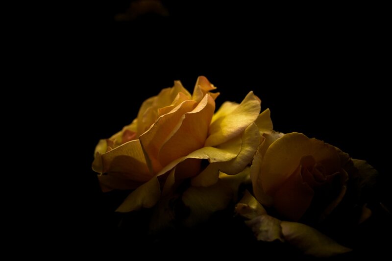 Yellow Roses in Darkness — Dramatic