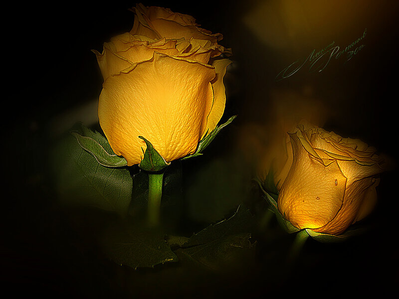 Yellow Roses in Darkness