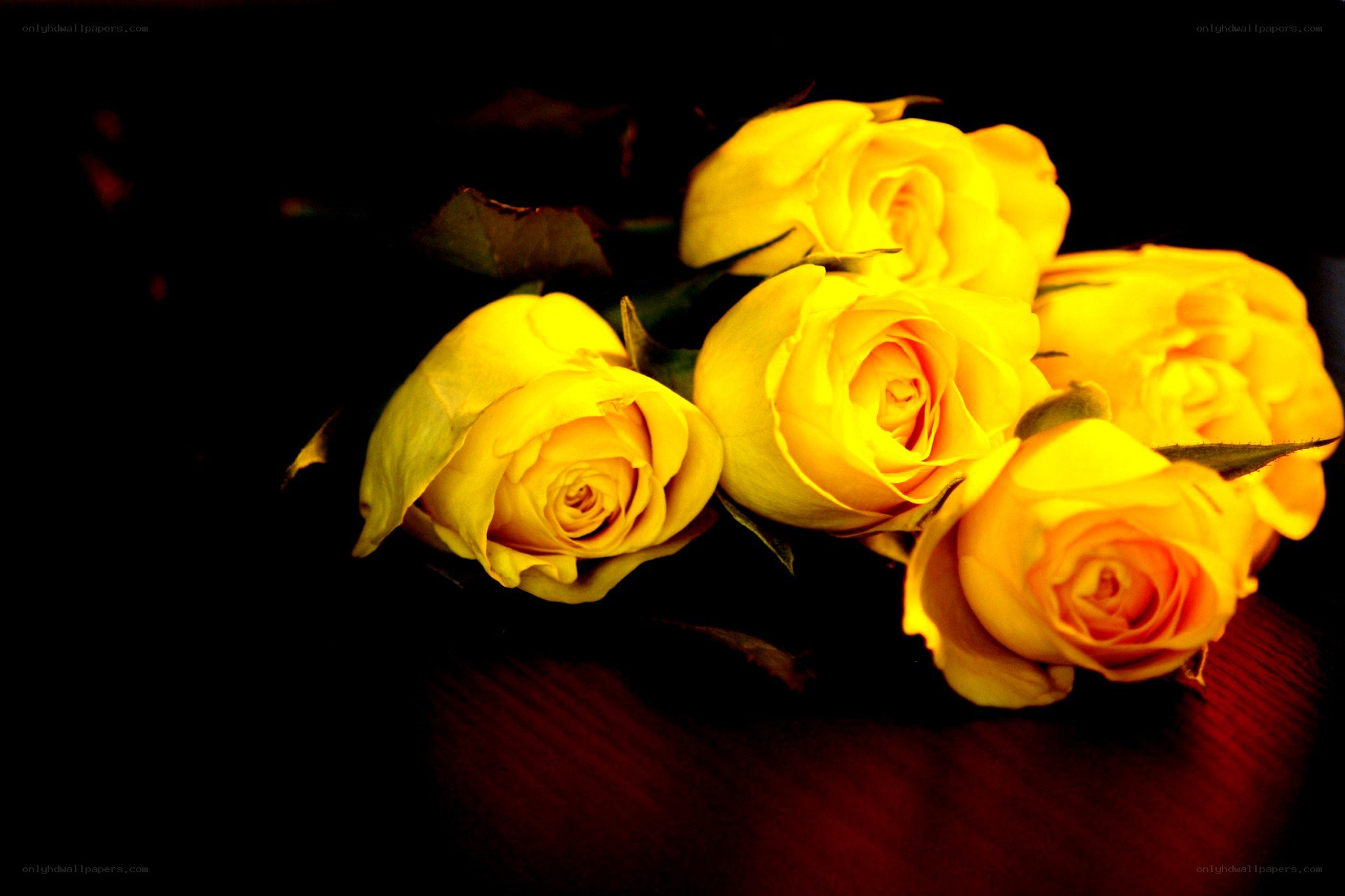 yellow roses in dim light