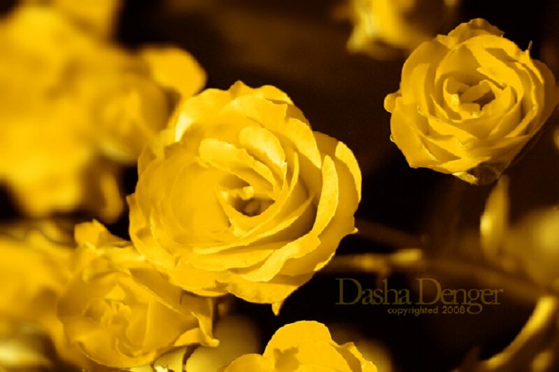 Yellow Roses in Focus