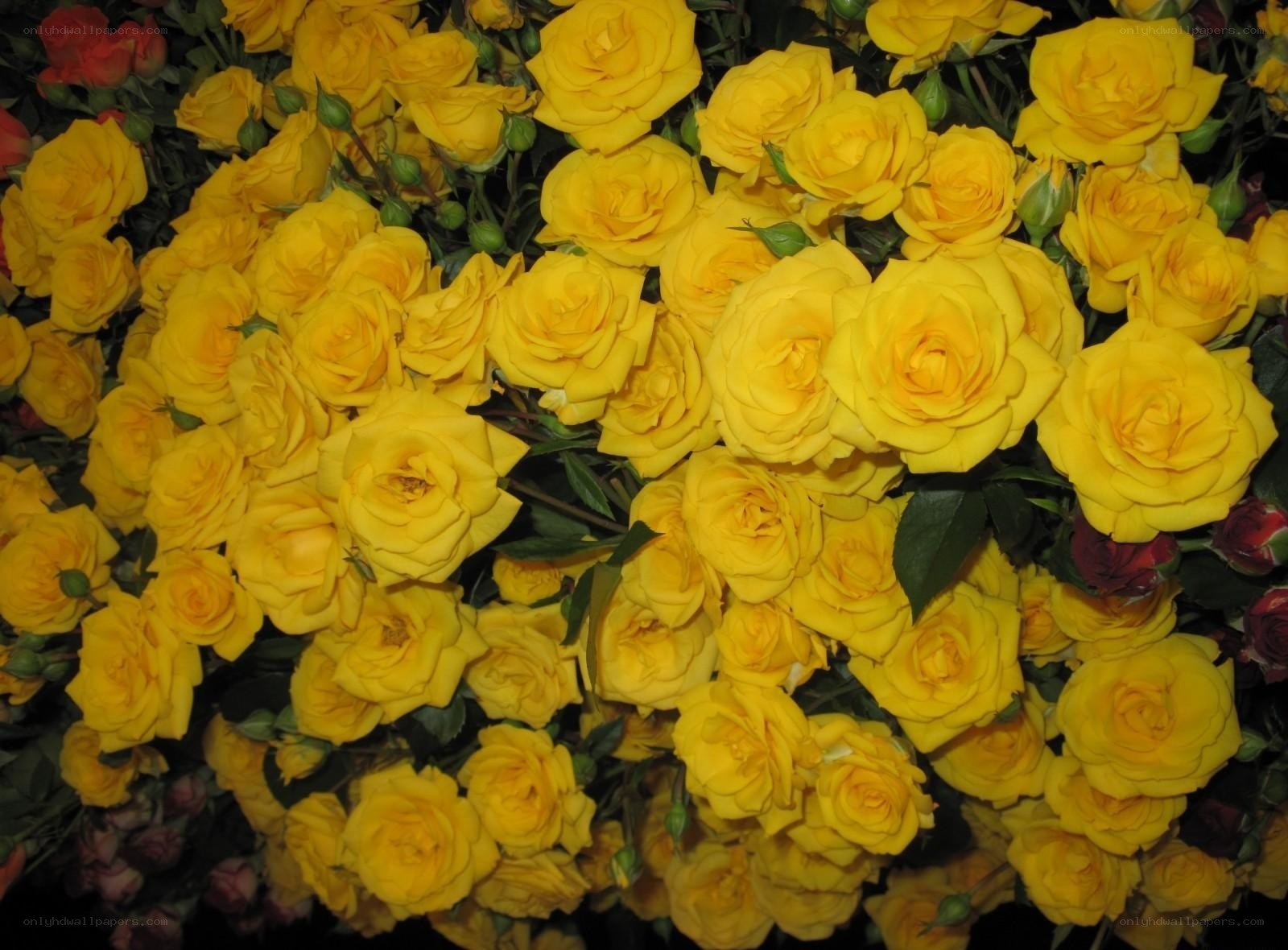 Yellow roses in full bloom