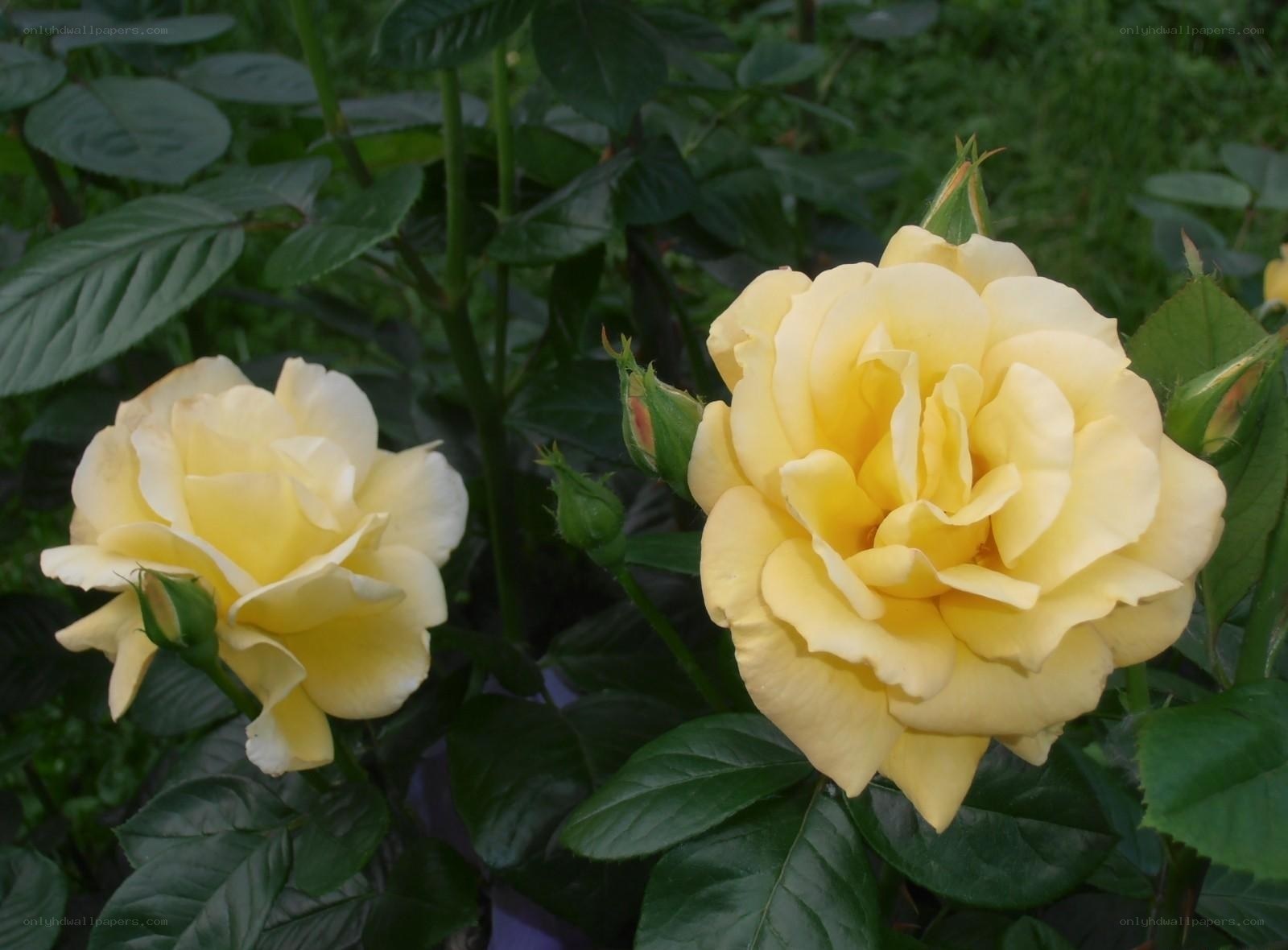 Yellow roses in garden