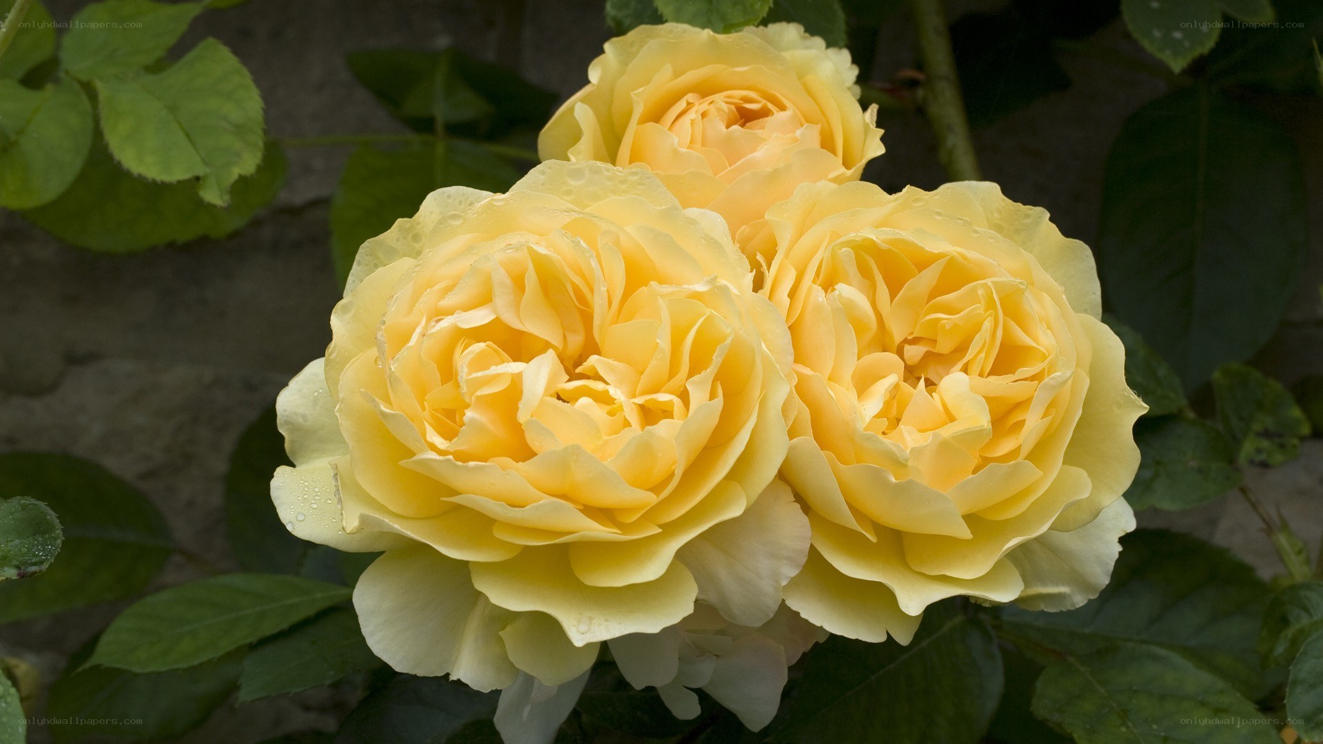 yellow roses in garden