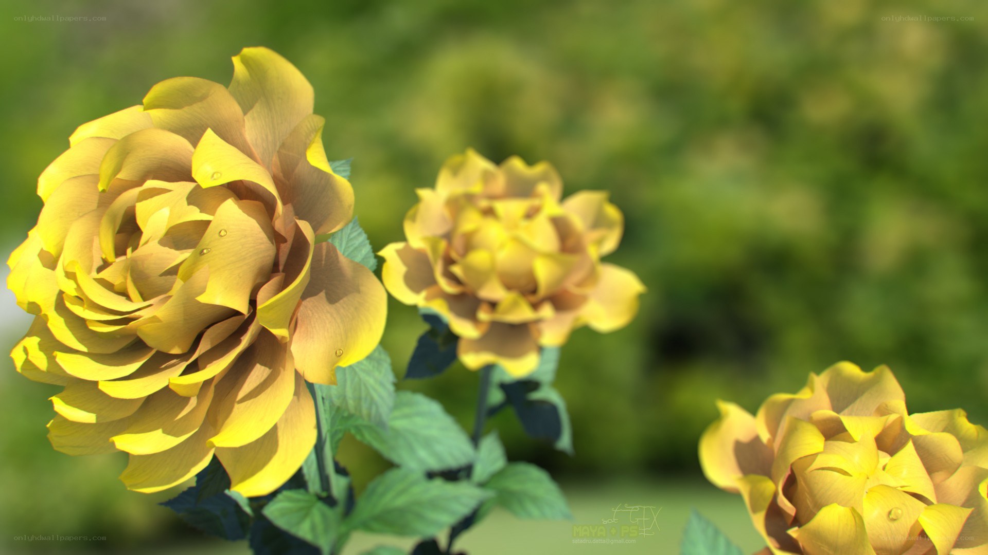 yellow roses in garden
