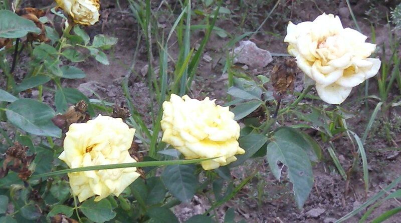 yellow roses in garden