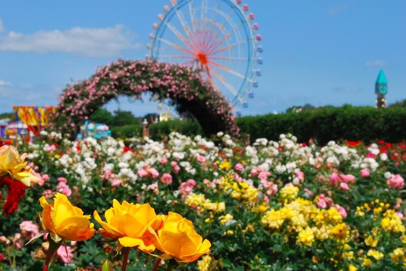 Yellow Roses in Garden — Bright