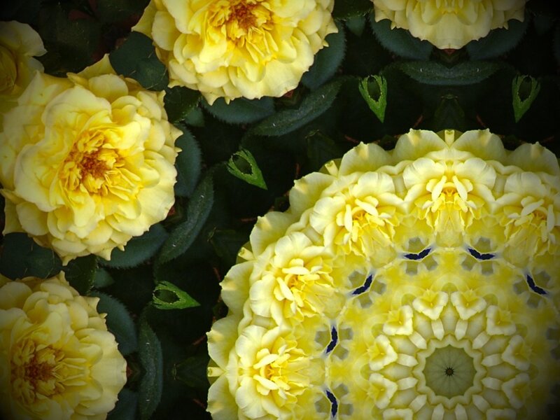 Yellow Roses in Garden — Calm, Photograph