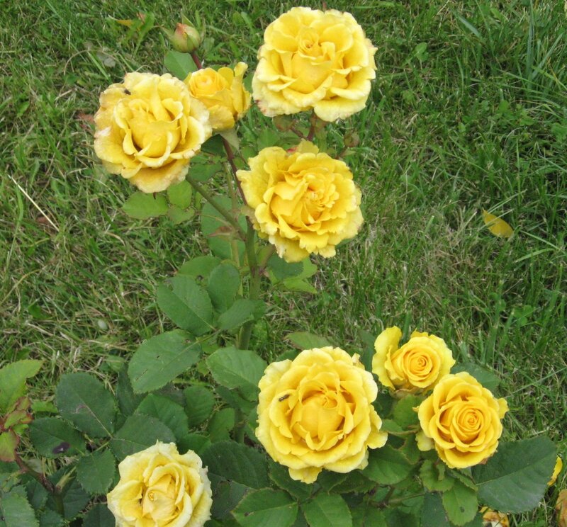 Yellow Roses in Garden — Calm