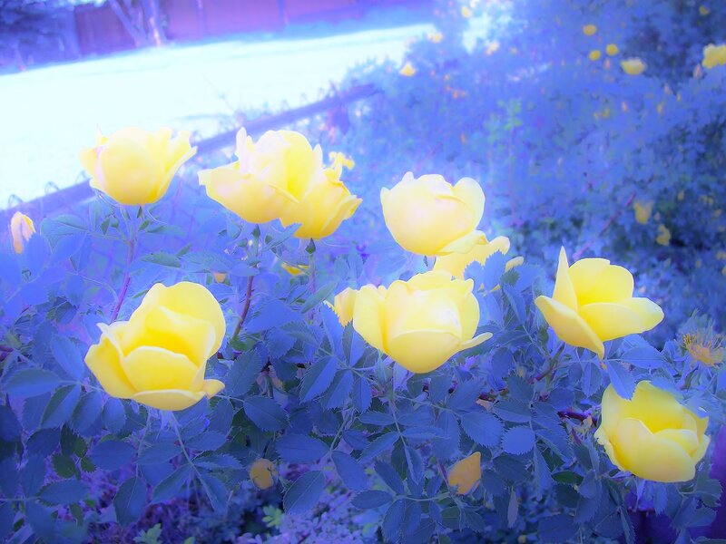 Yellow Roses in Garden — Dreamy