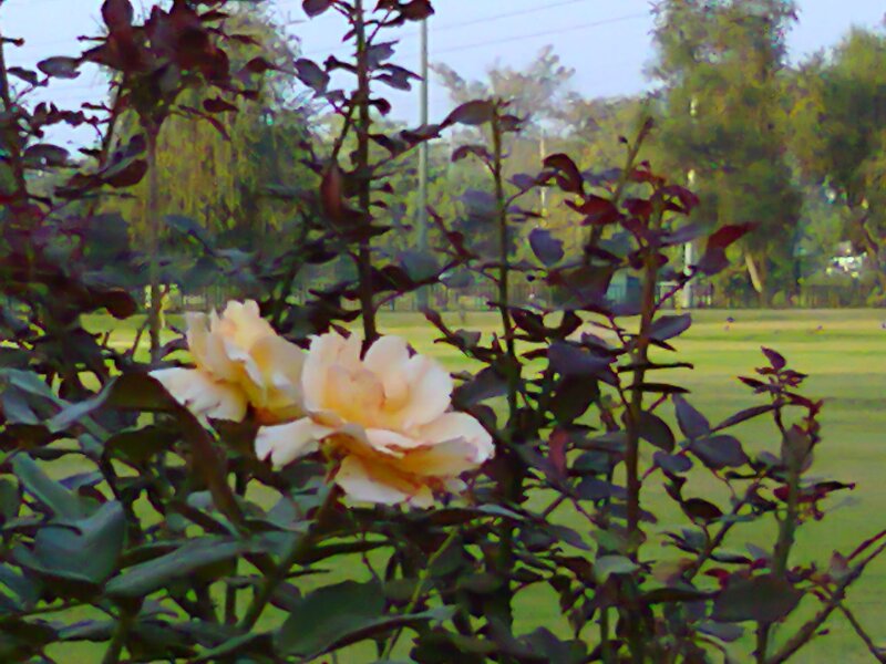Yellow Roses in Garden — Green