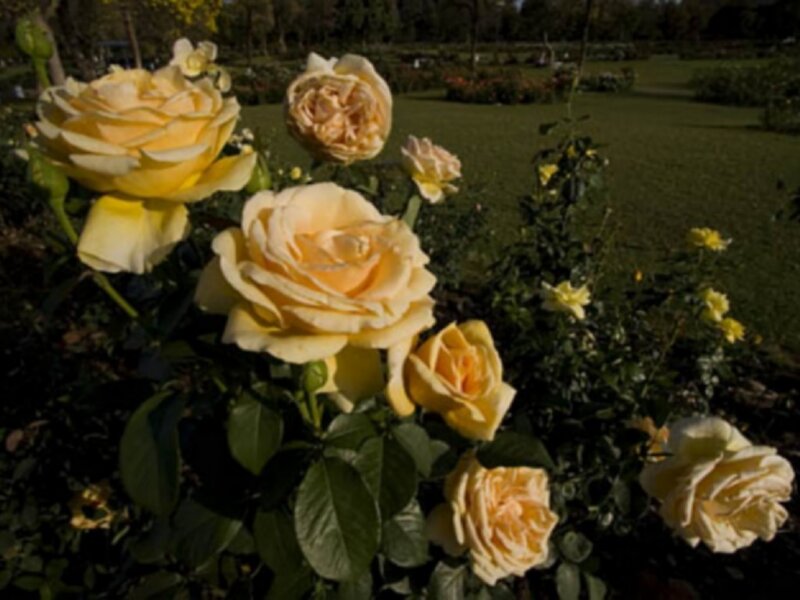 Yellow Roses in Garden — Serene, Afternoon, Photograph, Green Leaves