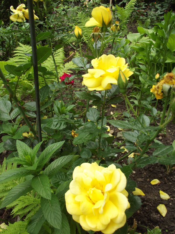 Yellow Roses in Garden — Serene, Afternoon, Photograph