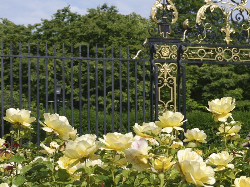 Yellow Roses in Garden — Serene, Afternoon