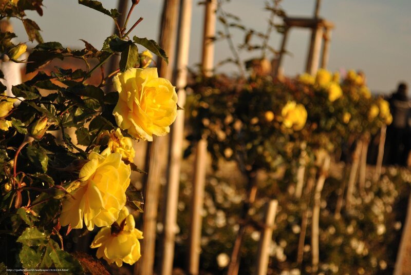 Yellow Roses in Garden — Serene, Sunset