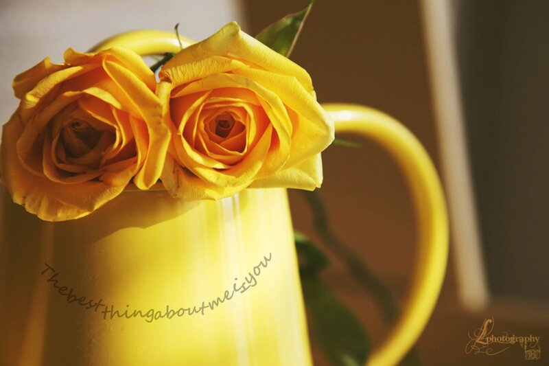 Yellow Roses in Pitcher — Serene, Afternoon