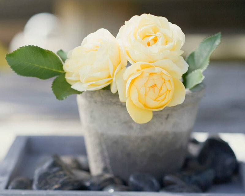 Yellow Roses in Pot — Serene