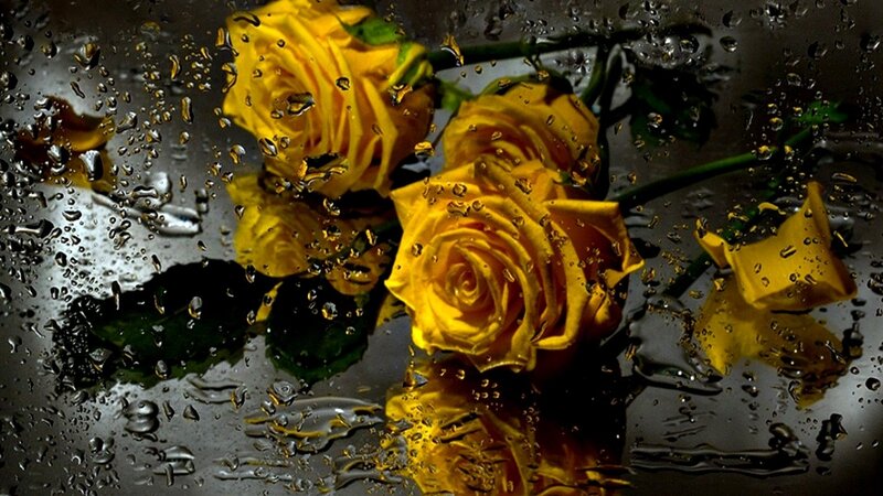 Yellow Roses in Rain — Dramatic