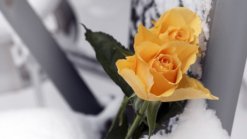 Yellow Roses in Snow — Calm