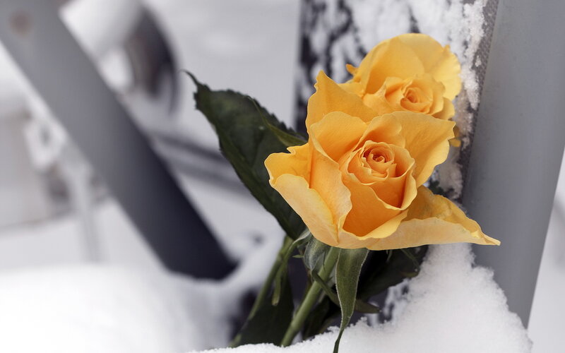 Yellow Roses in Snow — Somber