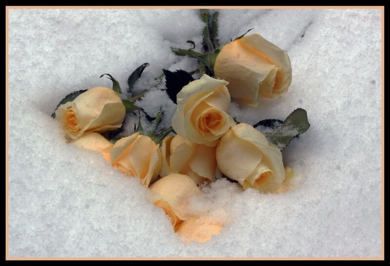Yellow Roses in Snow