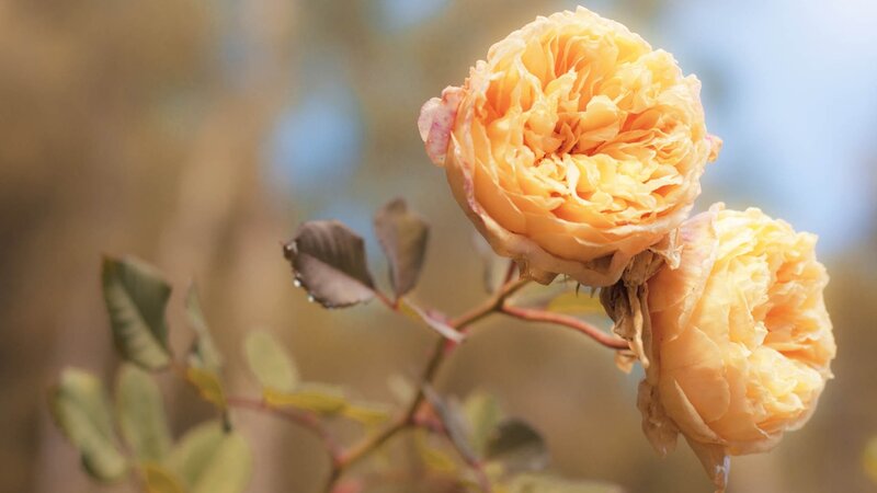 Yellow roses in soft light