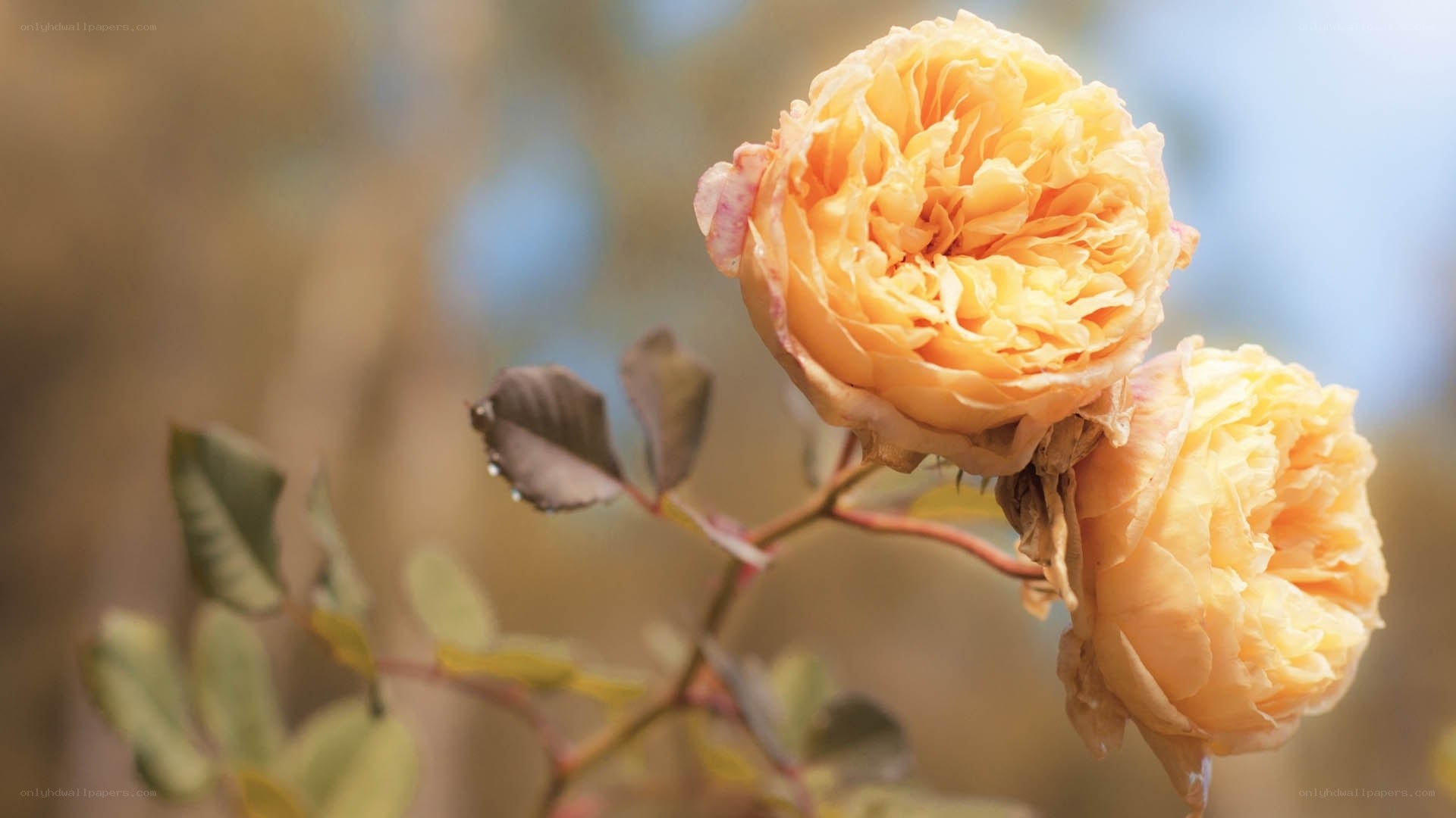 Yellow roses in soft light