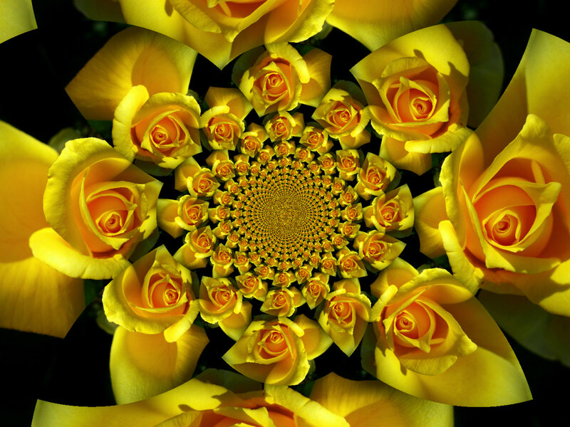 Yellow Roses in Spiral