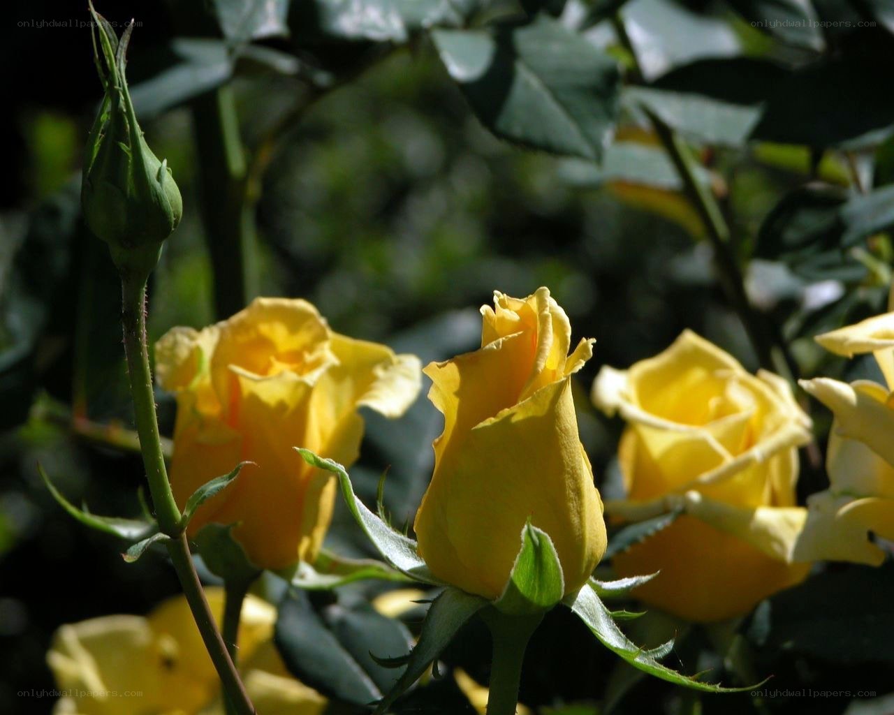 Yellow roses in sunlight
