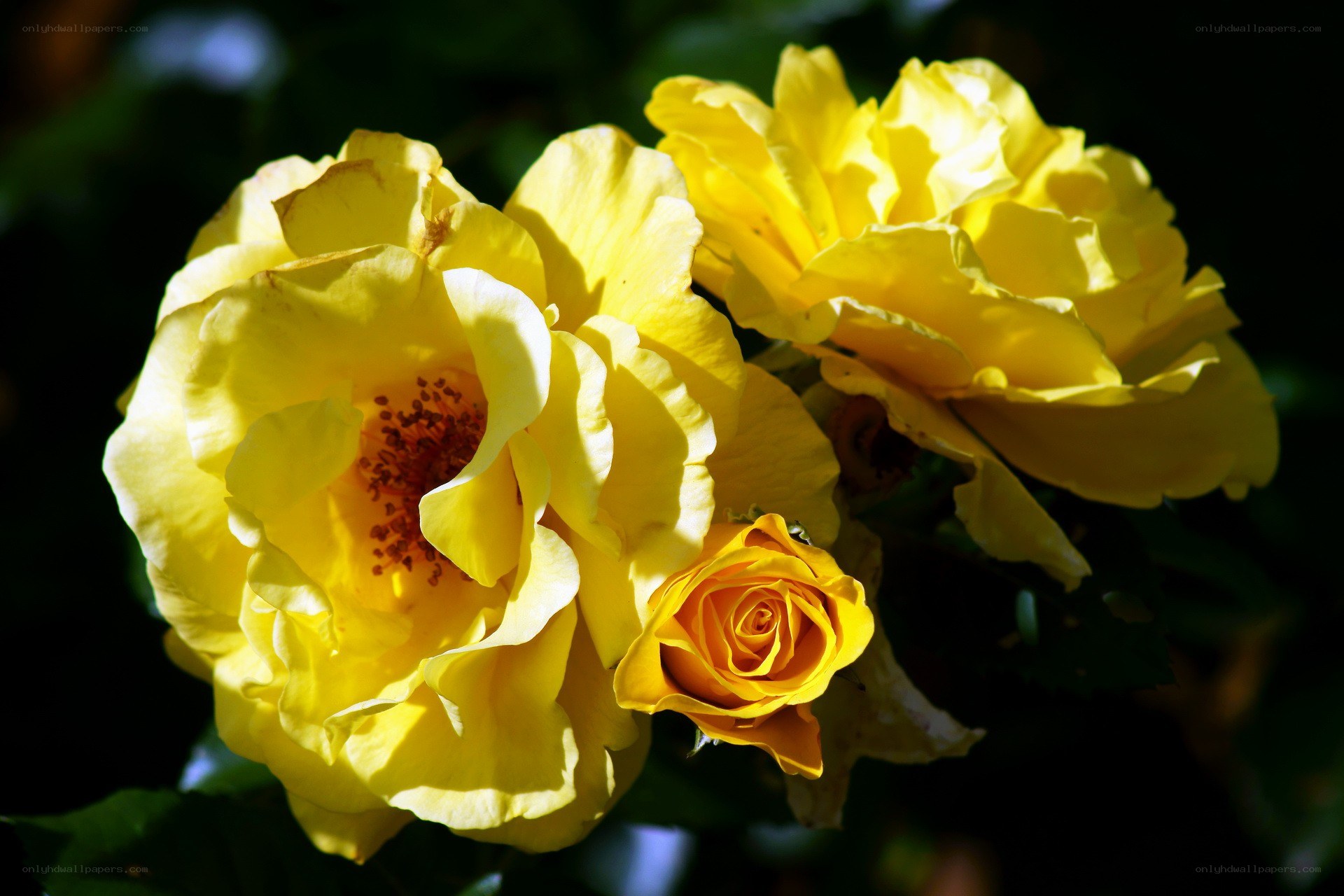 Yellow roses in sunlight