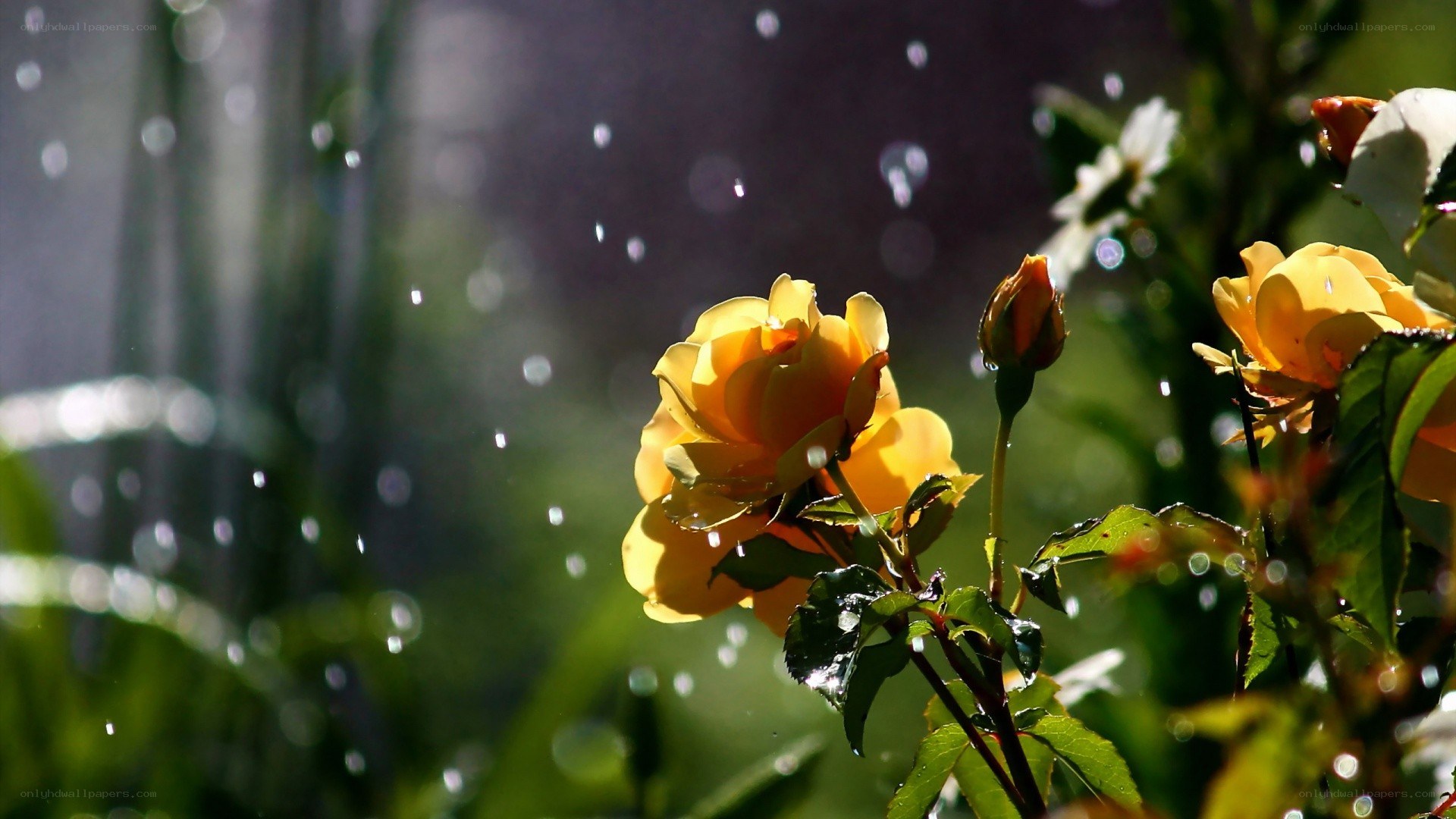 Yellow roses in sunlight