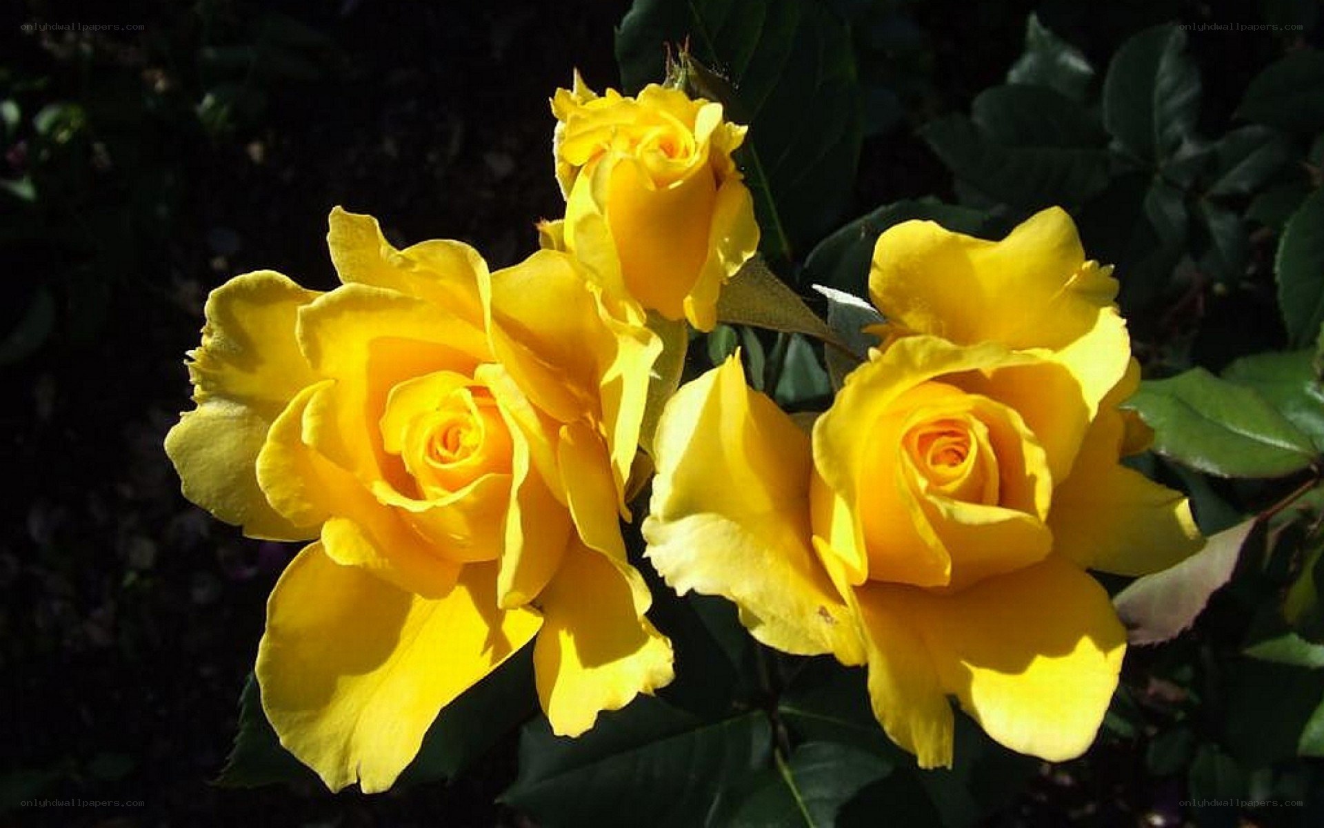 Yellow roses in sunlight