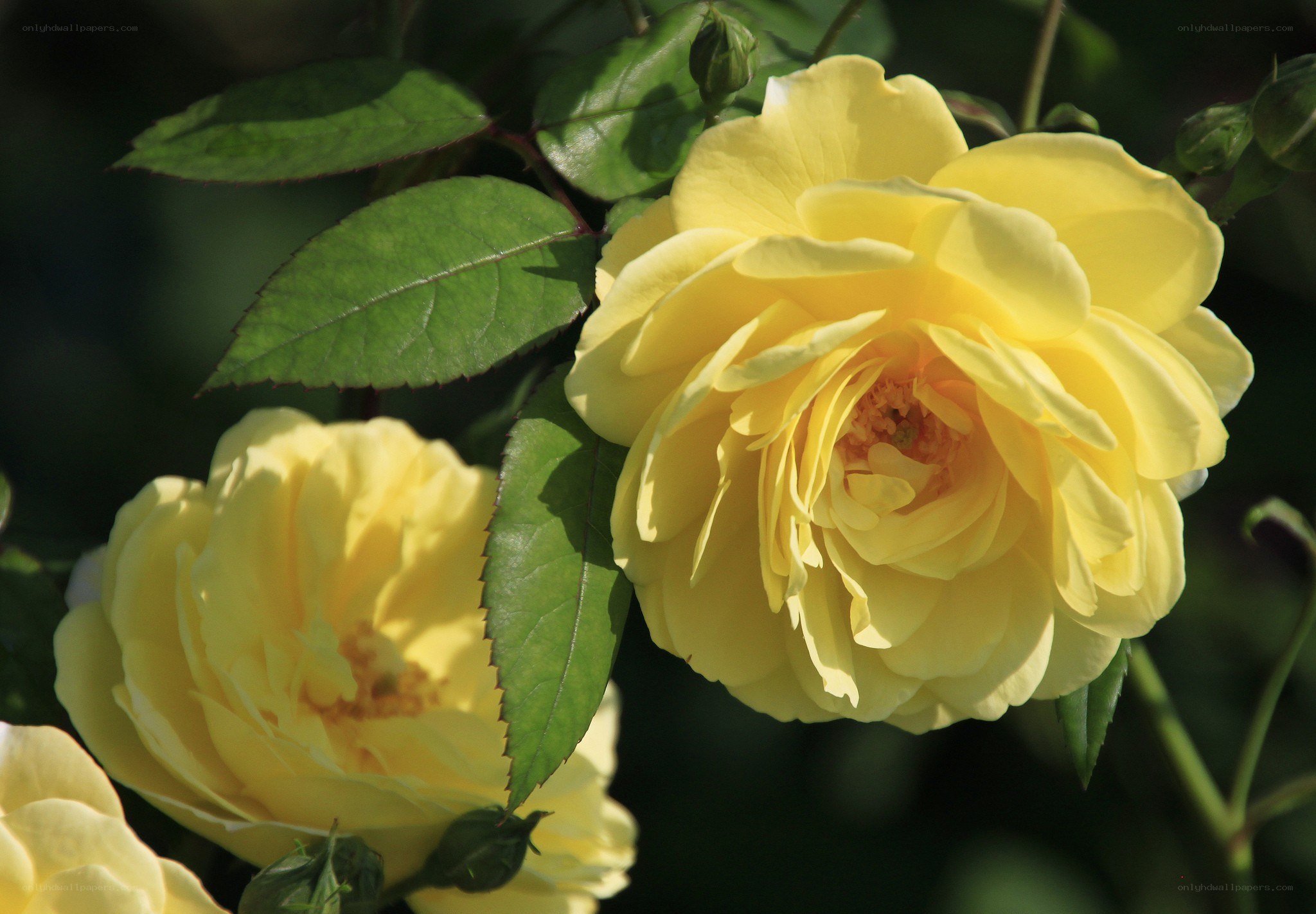 Yellow roses in sunlight