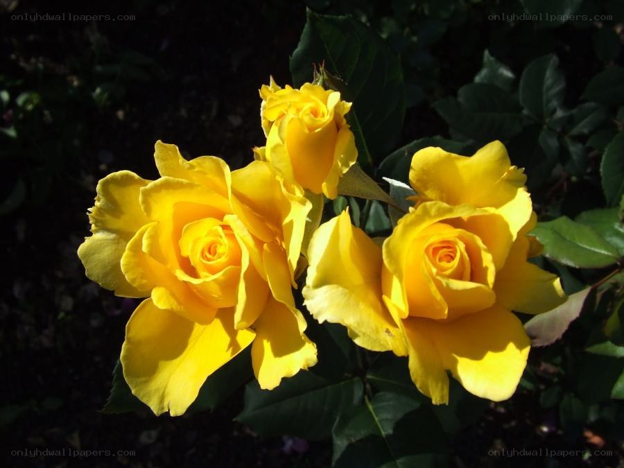 yellow roses in sunlight