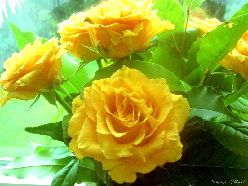 Yellow roses in sunlight