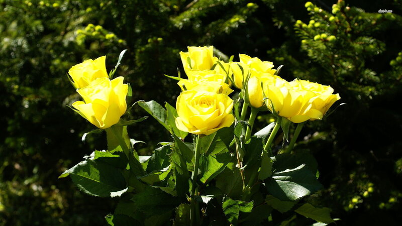 Yellow Roses in Sunlight — Serene, Afternoon